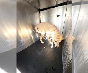 Labrador Retriever-Unknown Mix Dogs for adoption in San Antonio, TX, USA