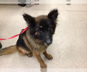 German Shepherd Dog Dogs for adoption in Riverside, CA, USA