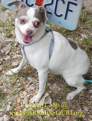 Chihuahua-Unknown Mix Dogs for adoption in Holden, MO, USA