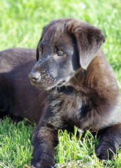 Sheprador Dogs for adoption in Mechanicsburg, PA, USA