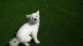 Medium Photo #1 Maltese-Poodle (Toy) Mix Puppy For Sale in Toronto, , USA