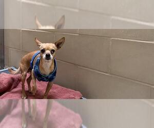 Chihuahua Dogs for adoption in Pueblo, CO, USA