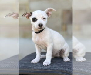 Mutt Dogs for adoption in PIPE CREEK, TX, USA