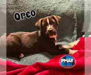 Mutt Dogs for adoption in Binghamton, NY, USA