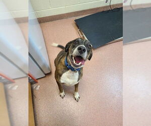 Plott Hound-Unknown Mix Dogs for adoption in Ogden, UT, USA