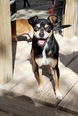 Chihuahua-Unknown Mix Dogs for adoption in San Antonio, TX, USA