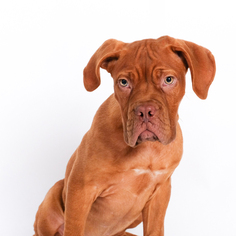 Dogue de Bordeaux Dogs for adoption in St. Louis Park, MN, USA