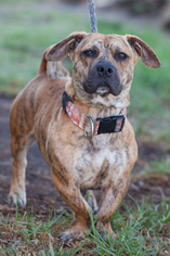 Bassugg Dogs for adoption in El Cajon, CA, USA