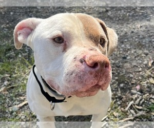 American Pit Bull Terrier Dogs for adoption in Martinez, CA, USA