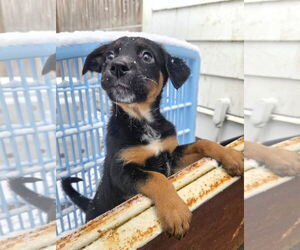 Australian Shepherd-Unknown Mix Dogs for adoption in Garden City, NY, USA