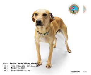 Labrador Retriever Dogs for adoption in Mobile, AL, USA