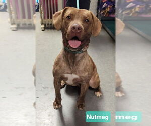 Mutt Dogs for adoption in Richmond, IN, USA