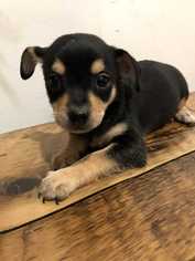 Chiweenie Dogs for adoption in Bronx, NY, USA