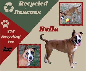 Boxer-Unknown Mix Dogs for adoption in Lindsay, CA, USA