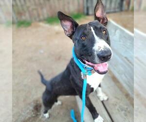 Bull Terrier-Unknown Mix Dogs for adoption in Long Beach, CA, USA