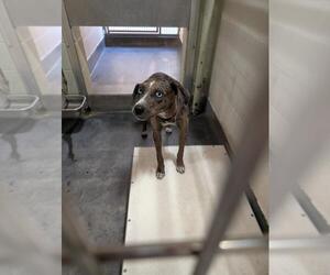 Catahoula Leopard Dog-Unknown Mix Dogs for adoption in Upland, CA, USA