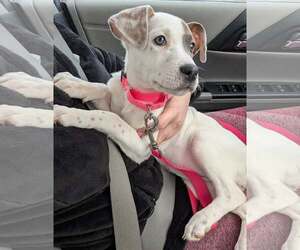 American Pit Bull Terrier-Labrador Retriever Mix Dogs for adoption in GILBERTS, IL, USA