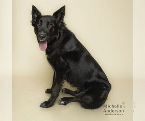 Australian Shepherd-Unknown Mix Dogs for adoption in Corona, CA, USA