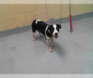 Border Collie-Unknown Mix Dogs for adoption in Tulsa, OK, USA