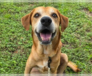 Labrador Retriever-Unknown Mix Dogs for adoption in Ocala, FL, USA