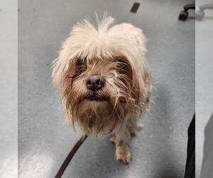 Shih Tzu Dogs for adoption in Denver, CO, USA