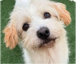 Mutt Dogs for adoption in San Ramon, CA, USA