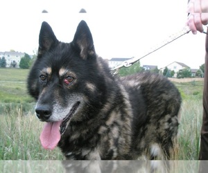 Alaskan Husky-Unknown Mix Dogs for adoption in Evergreen, CO, USA