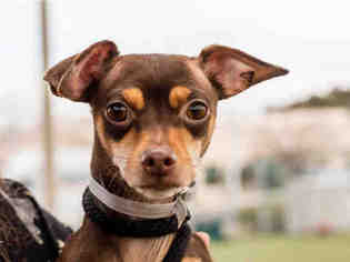 Miniature Pinscher Dogs for adoption in Martinez, CA, USA