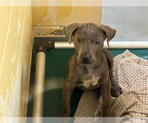American Pit Bull Terrier-Unknown Mix Dogs for adoption in Tulsa, OK, USA