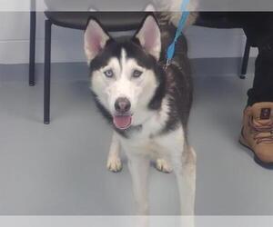 - Mix Dogs for adoption in St. Cloud, FL, USA