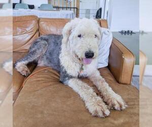 Old English Sheepdog Dogs for adoption in Austin, TX, USA