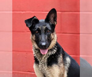 German Shepherd Dog Dogs for adoption in Pasadena, CA, USA