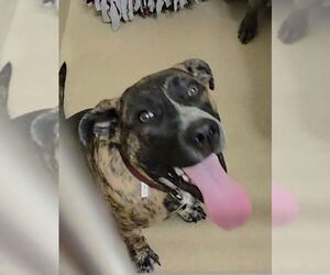 American Pit Bull Terrier Dogs for adoption in Derwood, MD, USA