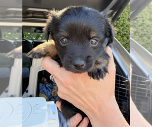 ShiChi Dogs for adoption in Bellevue, WA, USA