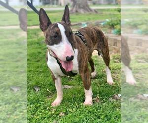 Bull Terrier Dogs for adoption in Mt Vernon, IN, USA
