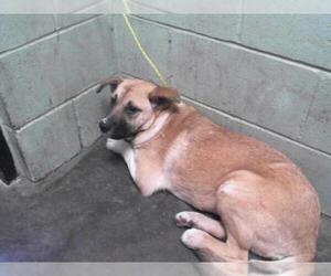Labrador Retriever-Unknown Mix Dogs for adoption in Tulsa, OK, USA