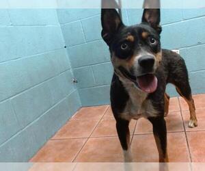 Australian Kelpie-Doberman Pinscher Mix Dogs for adoption in Downey, CA, USA