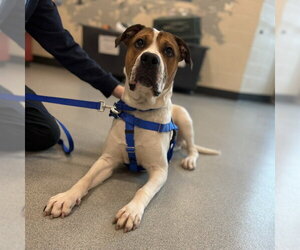 American Foxhound-Mastiff Mix Dogs for adoption in Boston, MA, USA
