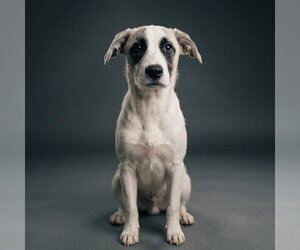 Great Pyrenees-Unknown Mix Dogs for adoption in Vail, AZ, USA