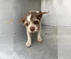 Mutt Dogs for adoption in San Antonio, TX, USA