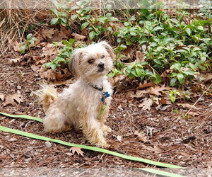 Mutt Dogs for adoption in Plainfield, IL, USA