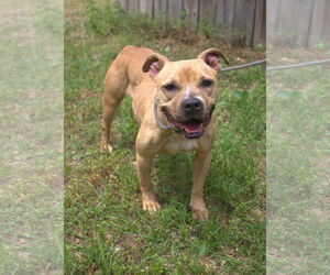 American Staffordshire Terrier-Unknown Mix Dogs for adoption in Jackson, MS, USA