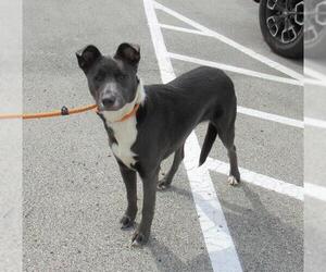 Border Collie-Unknown Mix Dogs for adoption in Louisville, KY, USA