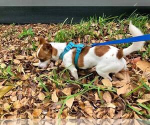 Jack Russell Terrier Dogs for adoption in Pompano Beach , FL, USA