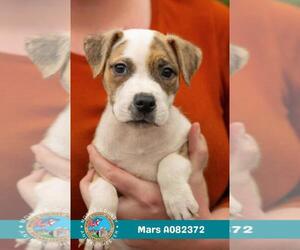American Bulldog-Unknown Mix Dogs for adoption in Mobile, AL, USA