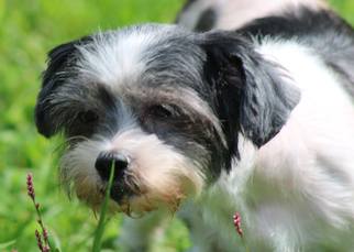 Shih Tzu Dogs for adoption in Fairmont, WV, USA