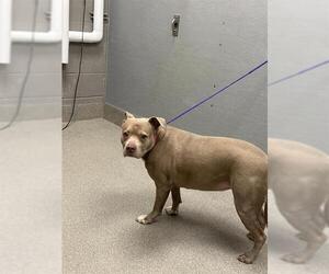 American Pit Bull Terrier-Unknown Mix Dogs for adoption in Las Vegas, NV, USA