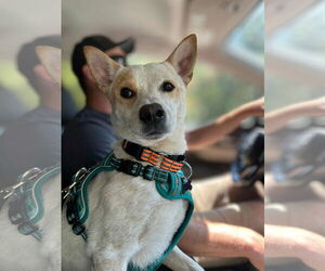 Mutt Dogs for adoption in Garden City, NY, USA