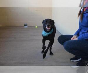 Sheprador Dogs for adoption in McKinney, TX, USA