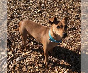 Chiweenie Dogs for adoption in Rohnert Park, CA, USA
